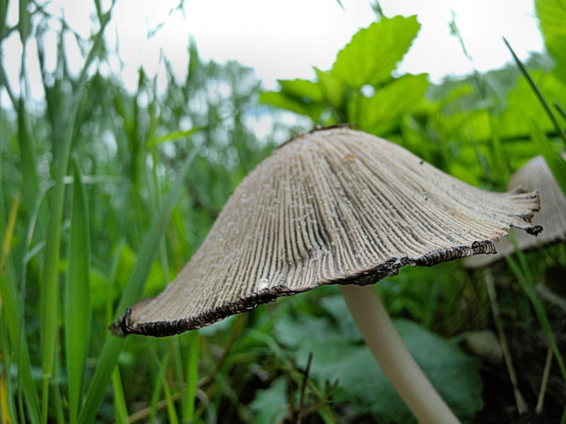 Due Coprinus